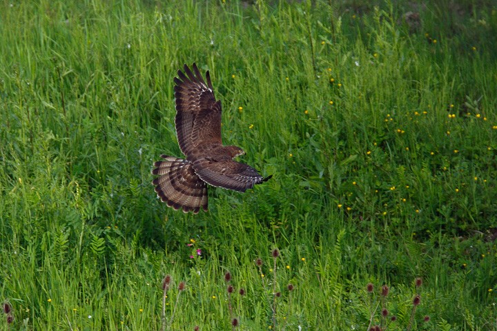 Falco pecchiaiolo (Pernis apivorus) Toscana: Falco pecchiaiolo (Pernis apivorus) Toscana