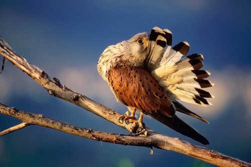 Gheppio (Falco tinninculus) Toscana