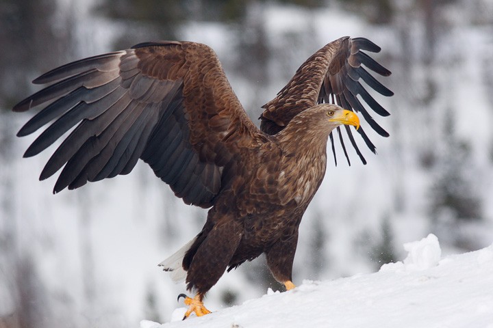 Aquila di mare (haliaeetus albicilla) Norvegia: Aquila di mare (haliaeetus albicilla) Norvegia