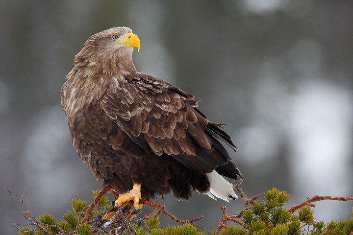 Aquila di mare (haliaeetus albicilla) Norvegia: Aquila di mare (haliaeetus albicilla) Norvegia