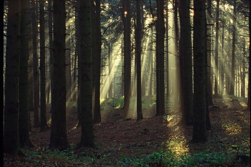 Luci nella foresta, P.N. Foreste Casentinesi