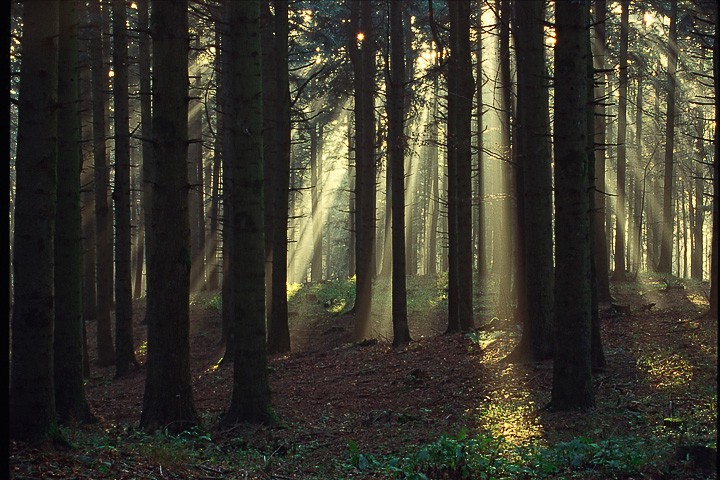 Luci nella foresta, P.N. Foreste Casentinesi: Luci nella foresta, P.N. Foreste Casentinesi