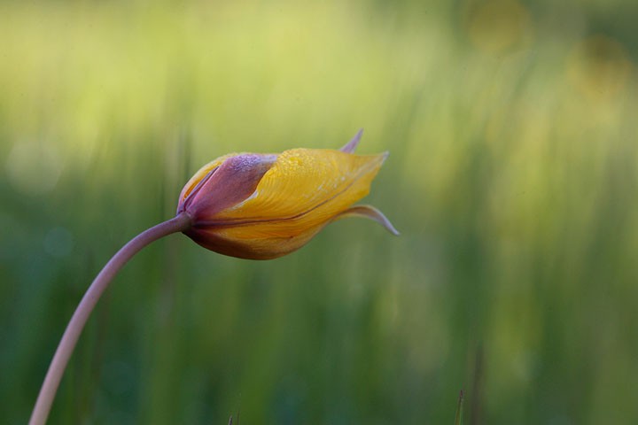Tulipano selvatico: Tulipano selvatico