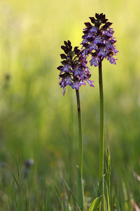 Orchis purpurea: Orchis purpurea