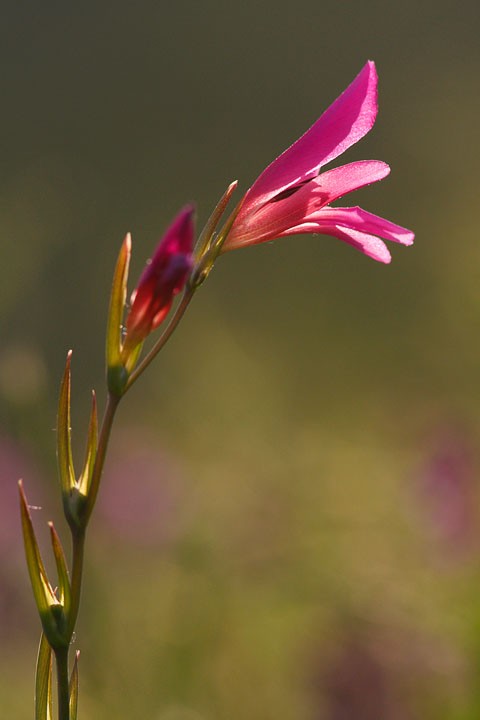 Gladiolus italicus: Gladiolus italicus