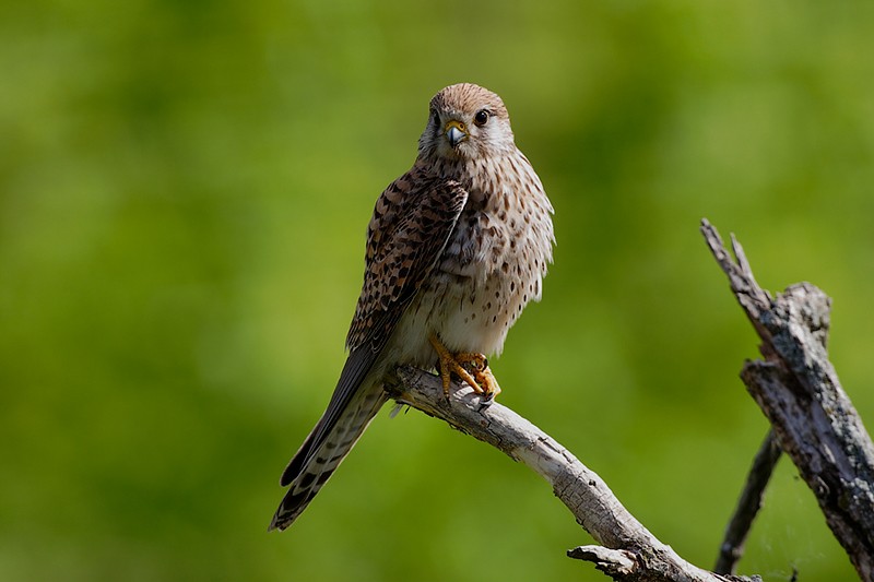 Falco tinnunculus: Falco tinnunculus