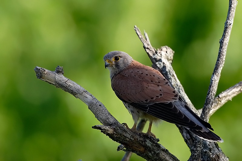 Falco tinnunculus: Falco tinnunculus