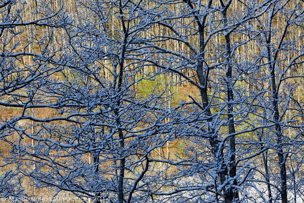 Neve di primavera, Foreste Casentinesi: Neve di primavera, Foreste Casentinesi