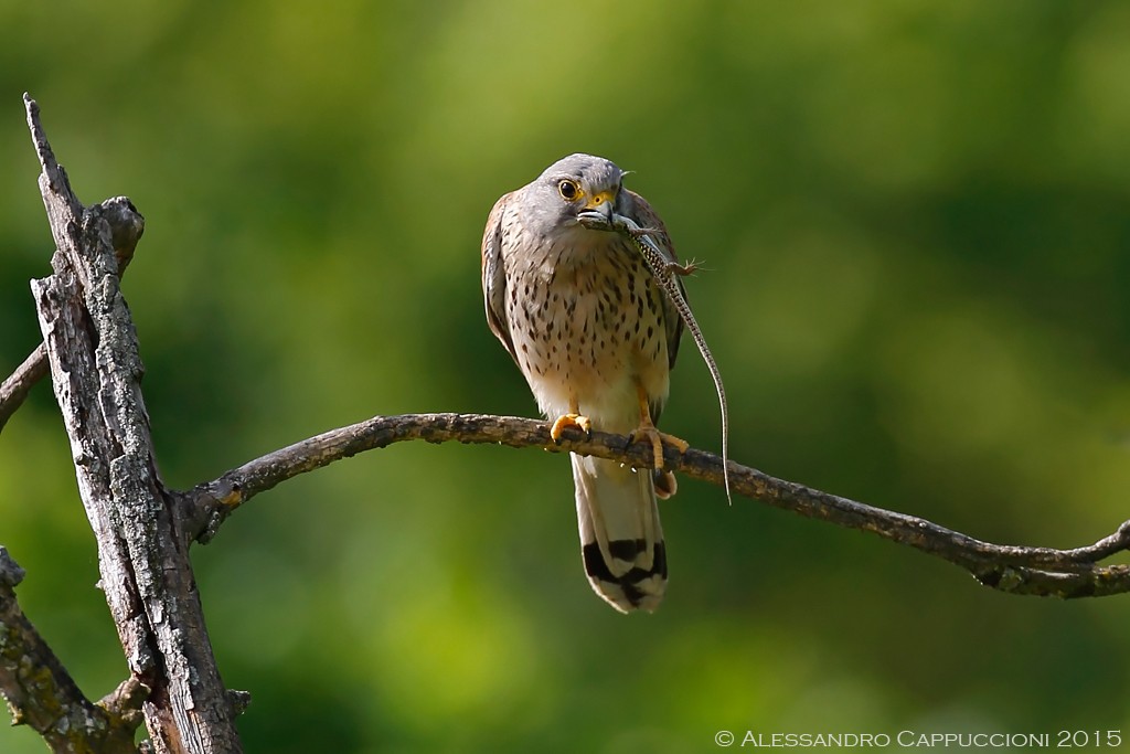 Gheppio (Falco tinnunculus): Gheppio (Falco tinnunculus)
