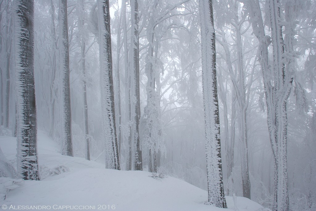 Inverno, Foreste Casentinesi: Inverno, Foreste Casentinesi