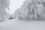Inverno, Foreste Casentinesi ,Inverno, Foreste Casentinesi