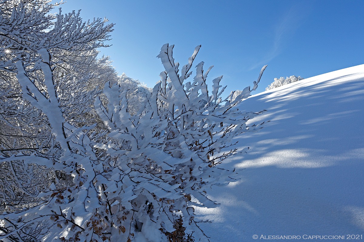 Inverno, Foreste Casentinesi: Inverno, Foreste Casentinesi