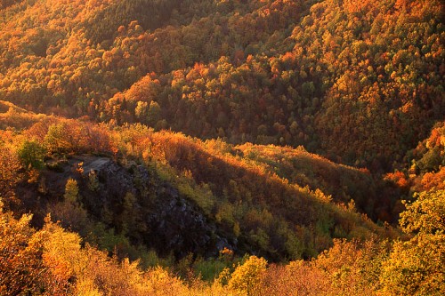 Colori Autunnali nel P.N. Foreste Casentinesi