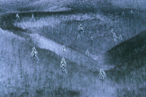 Bosco in Inverno, M. Secchieta Toscana