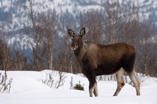 Alce (Alces alces) Norvegia