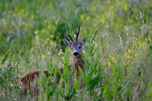 Capriolo (Capreolus capreolus) Toscana