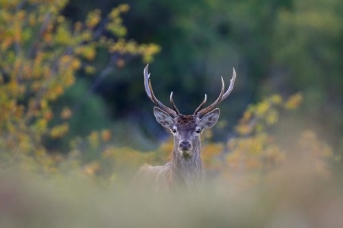 Cervo (Cervus elaphus) P.N. Foreste Casentinesi