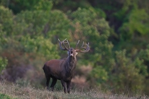 Cervo (Cervus elaphus) P.N. Foreste Casentinesi