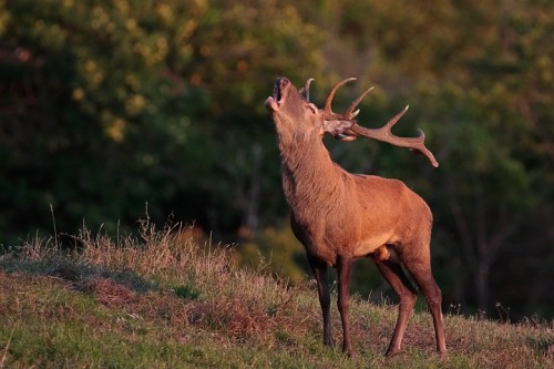 Cervo (Cervus elaphus) P.N. Foreste Casentinesi