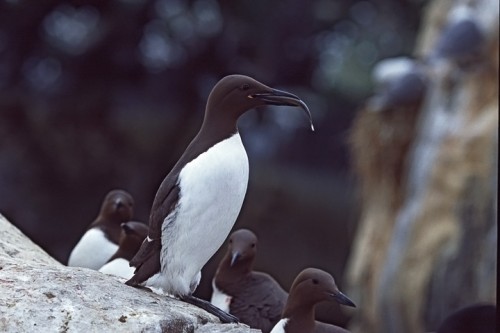 Uria (Uria aalge) Scozia