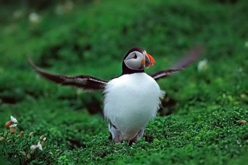 Pulcinella di mare (fratercula arctica) Scozia