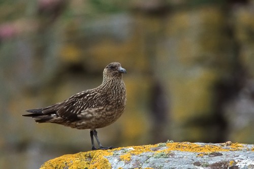 Stercorario maggiore (Stercorarius skua) Scozia