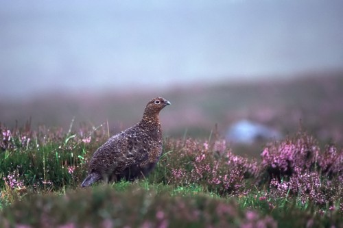 Pernice bianca (Lagopus scoticus) Scozia