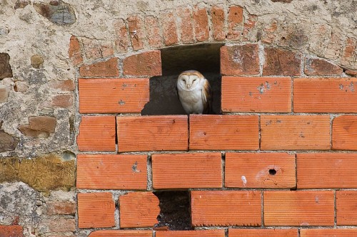 Barbagianni (Tyto alba) Toscana