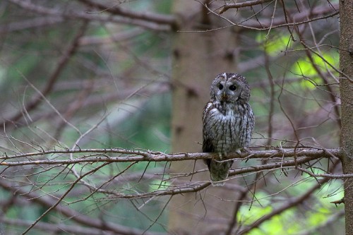 Allocco (Strix aluco) P.N. Foreste Casentinesi