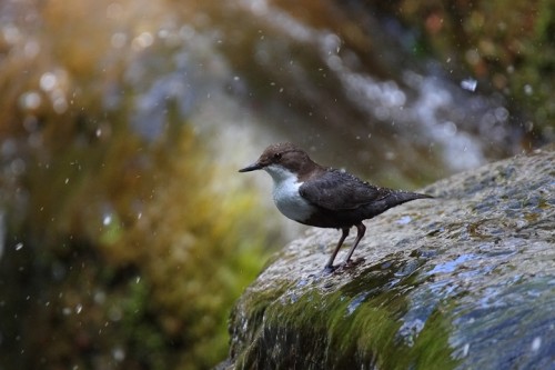 Merlo acquaiolo (cinclus cinclus) P.N. Foreste Casentinesi