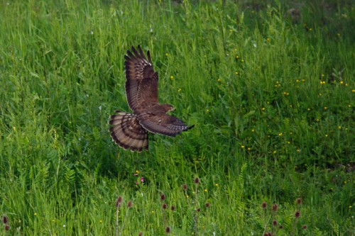 Falco pecchiaiolo (Pernis apivorus) Toscana