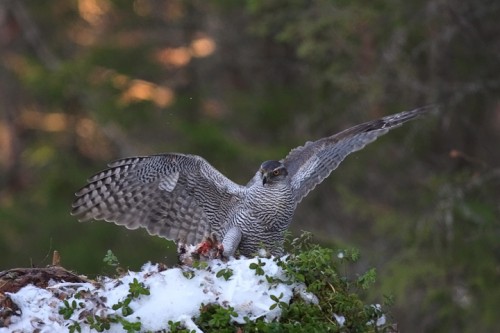 Astore (Accipiter gentilis) Norvegia