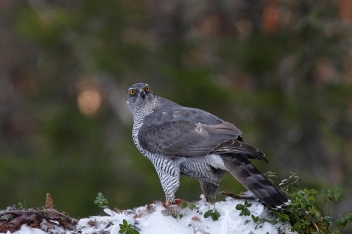 Astore (Accipiter gentilis) Norvegia