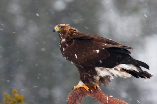 Aquila reale (Aquila chrysaetos) Norvegia