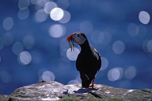 Pulcinella di mare (Fratercula arctica) Scozia