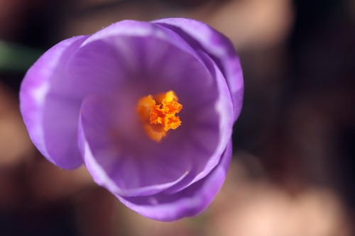 Croco (Crocus) Monte Secchieta Toscana