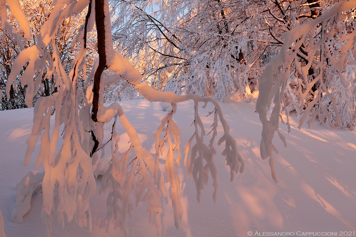 Inverno, Foreste Casentinesi: Inverno, Foreste Casentinesi