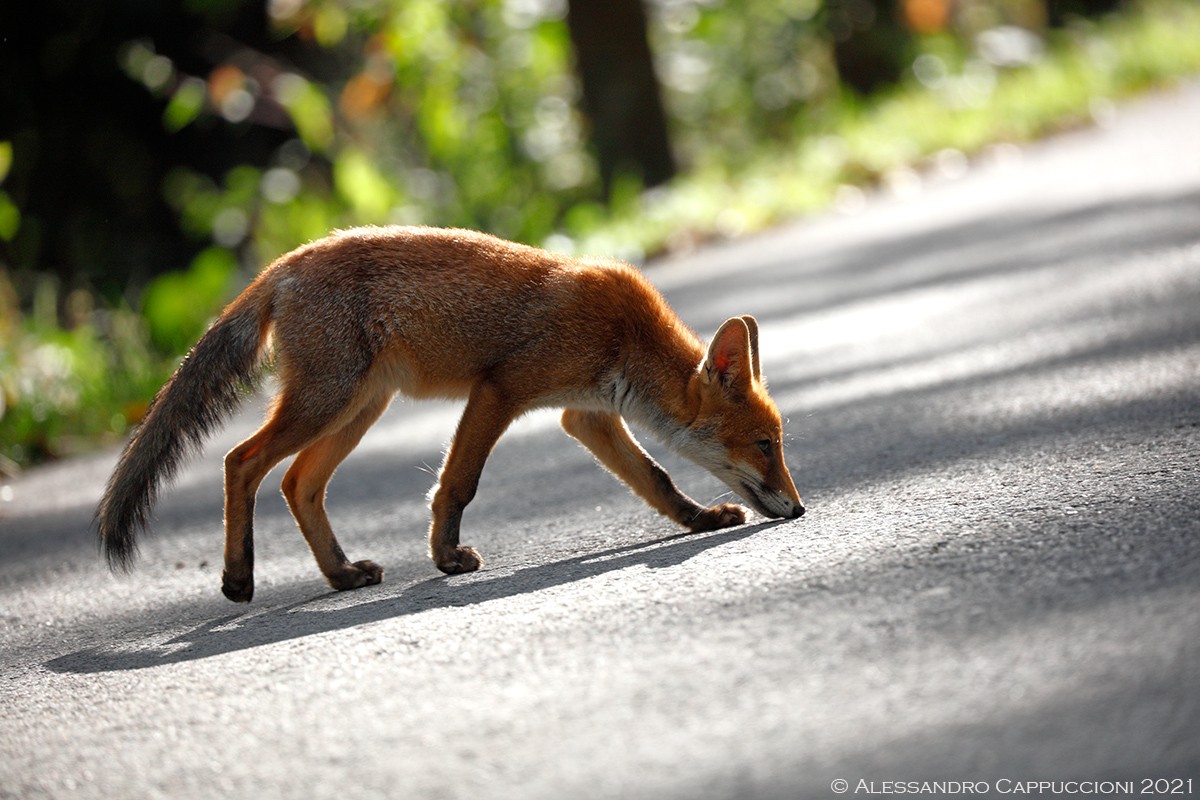 Volpe, Vulpes vulpes Foreste Casentinesi: Volpe, Vulpes vulpes Foreste Casentinesi