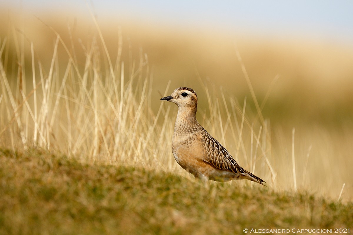 Piviere tortolino, Charadrius morinellus: Piviere tortolino, Charadrius morinellus