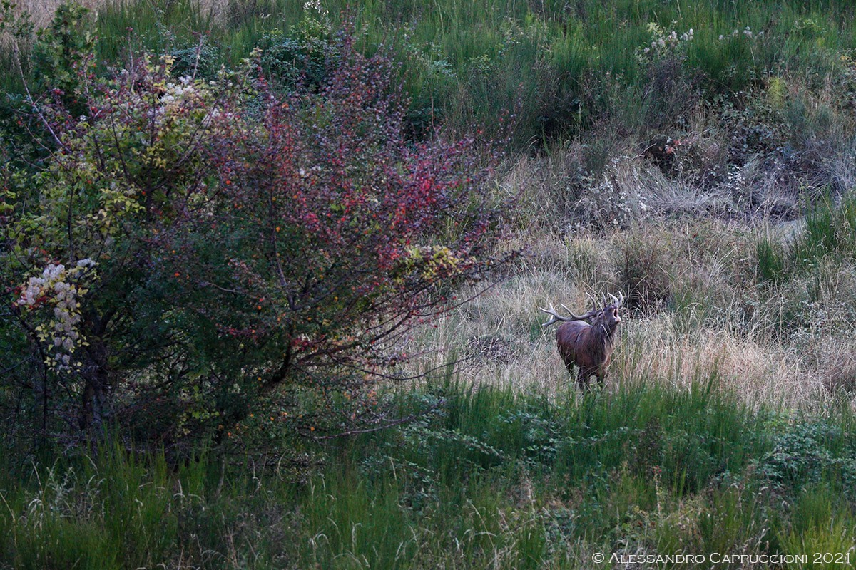Cervo Cervus elaphus: Cervo Cervus elaphus