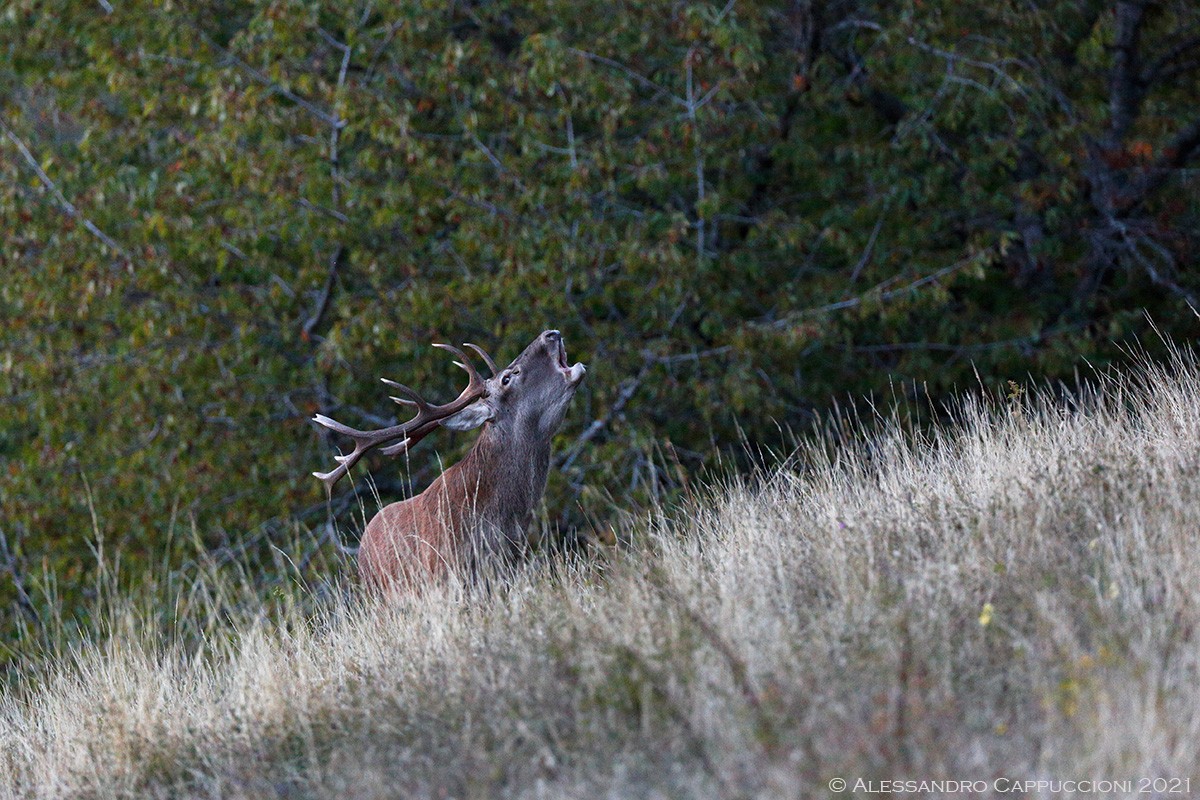 Cervo Cervus elaphus: Cervo Cervus elaphus