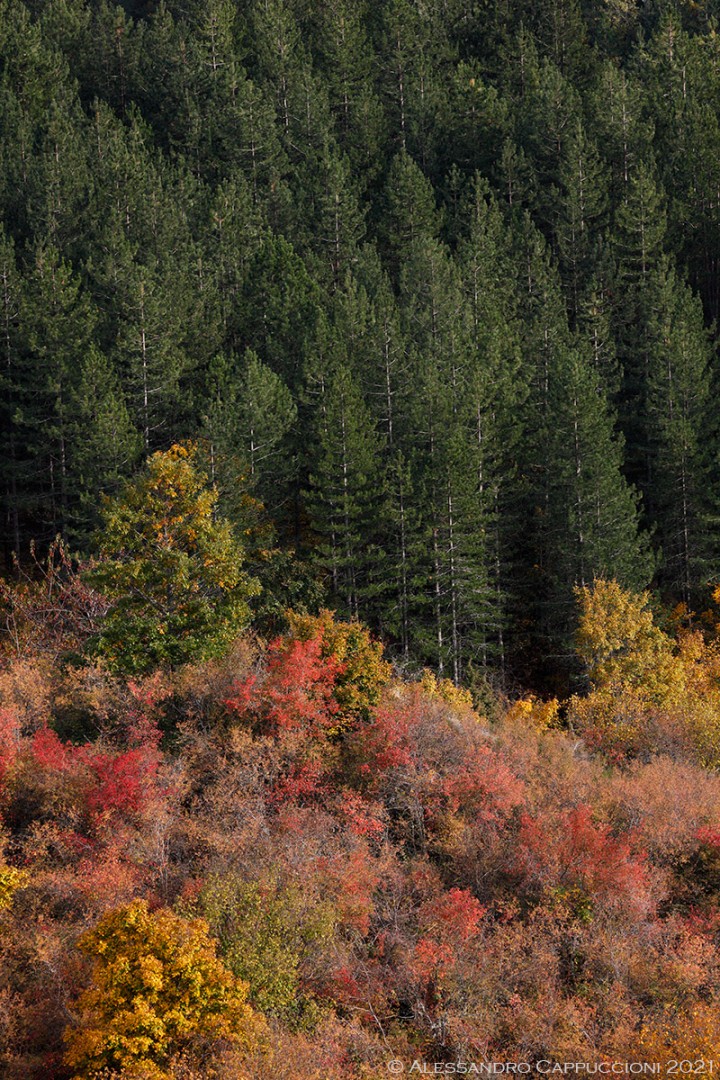 Autunno: Autunno
