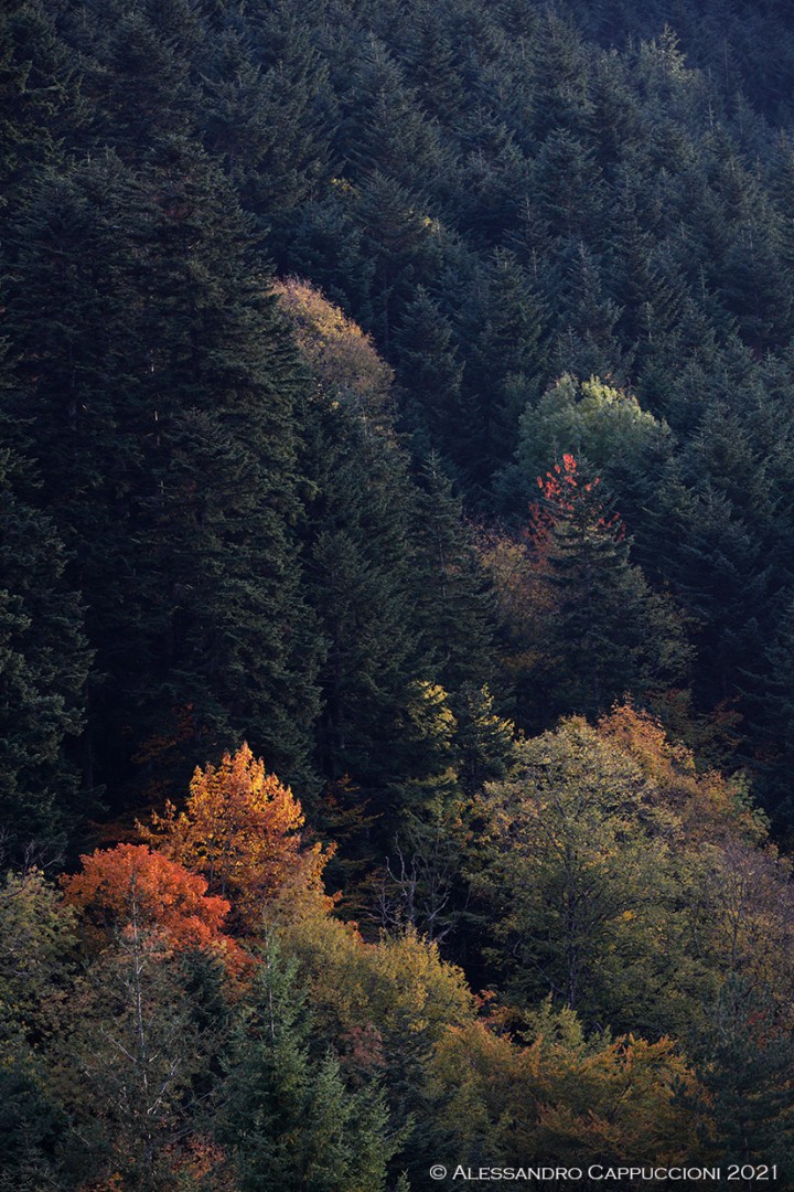 Autunno: Autunno
