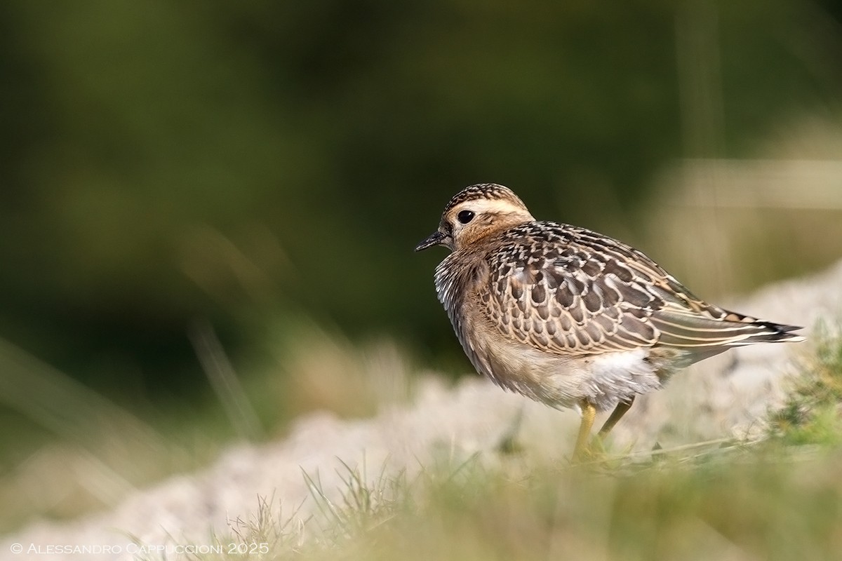 Piviere tortolino (charadrius morinellus): Piviere tortolino (charadrius morinellus)
