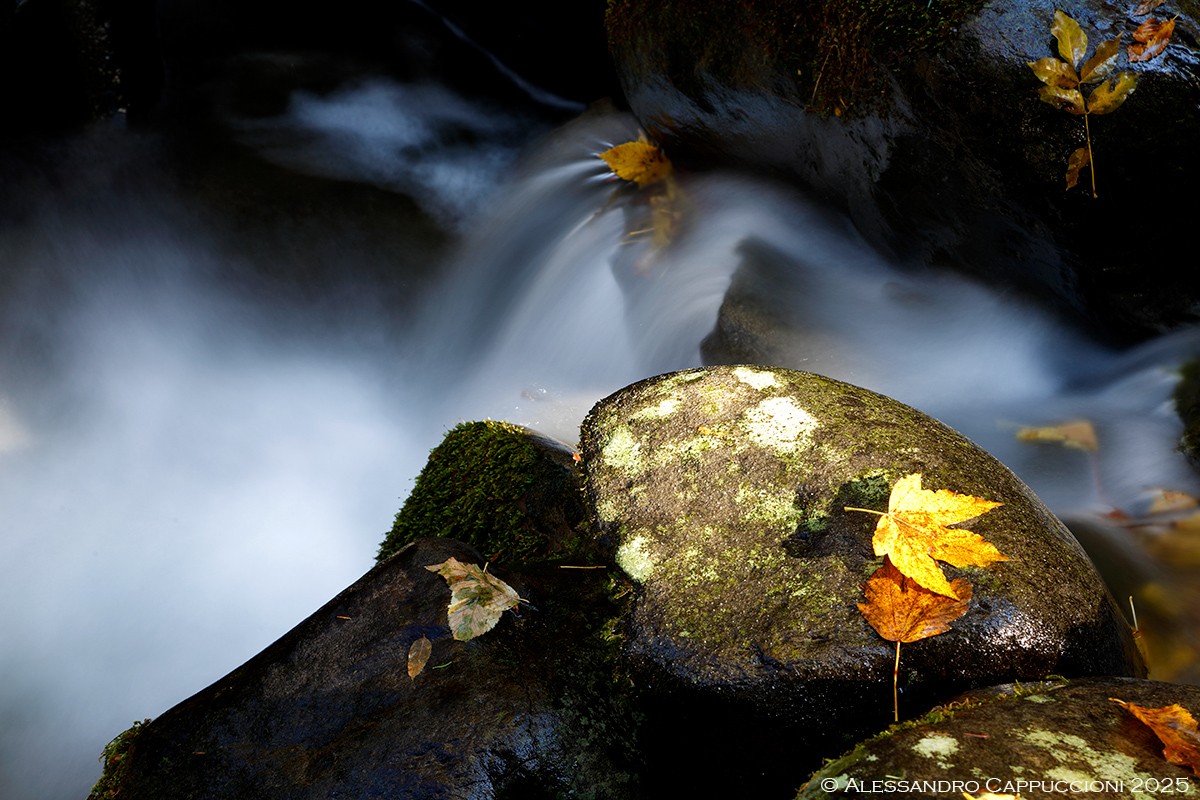 Autunno, Foresta di Vallombrosa: Autunno, Foresta di Vallombrosa