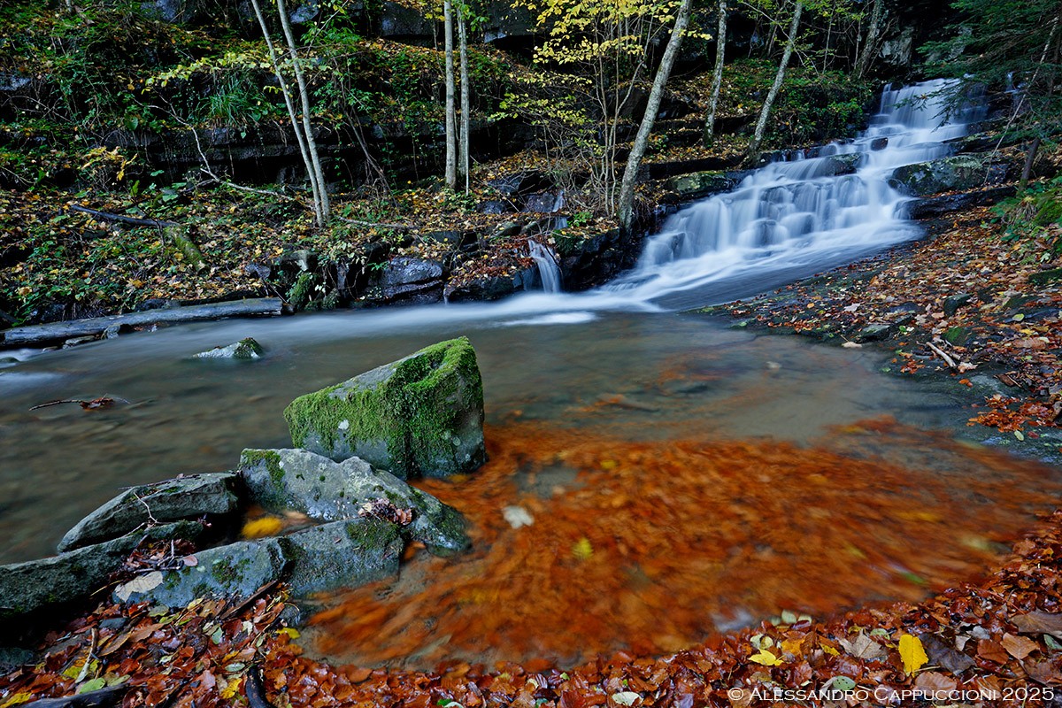 Autunno, Foresta di Vallombrosa: Autunno, Foresta di Vallombrosa