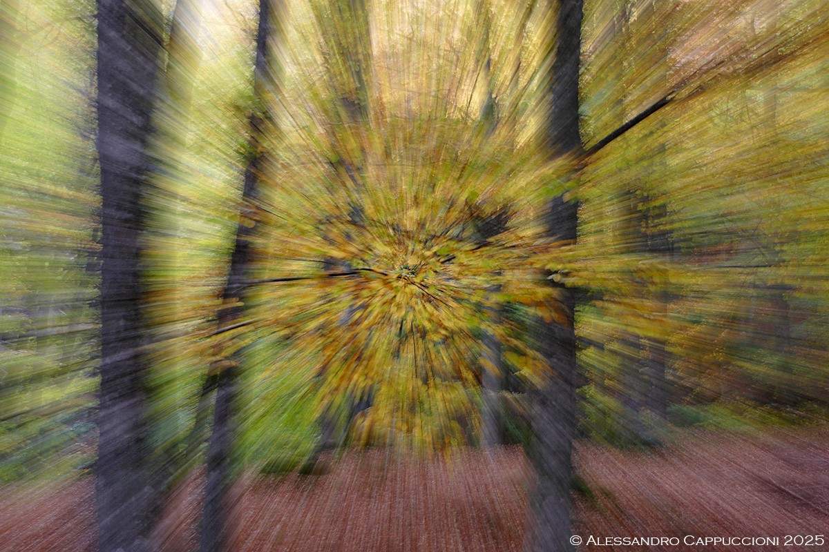 Autunno, Foresta di Vallombrosa: Autunno, Foresta di Vallombrosa