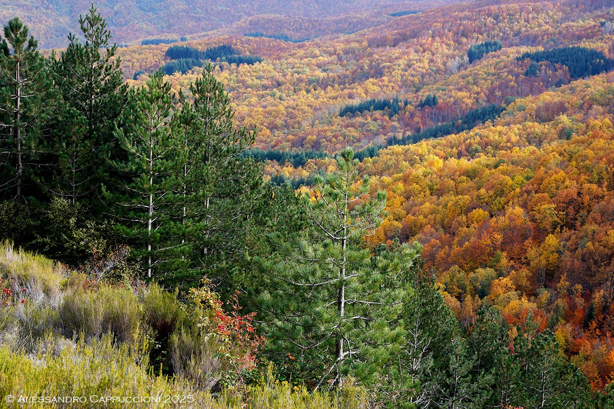 Autunno, Monti del Pratomagno: Autunno, Monti del Pratomagno