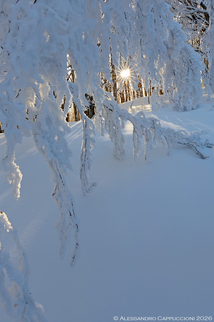 Inverno, Foreste Casentinesi: Inverno, Foreste Casentinesi