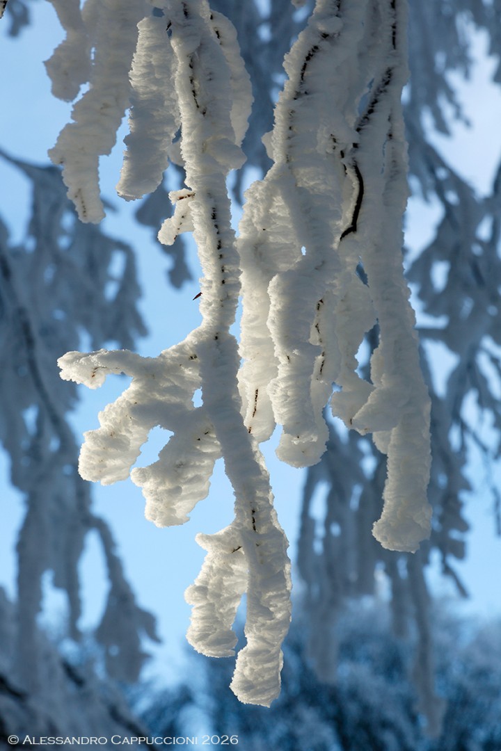 Inverno, Foreste Casentinesi: Inverno, Foreste Casentinesi